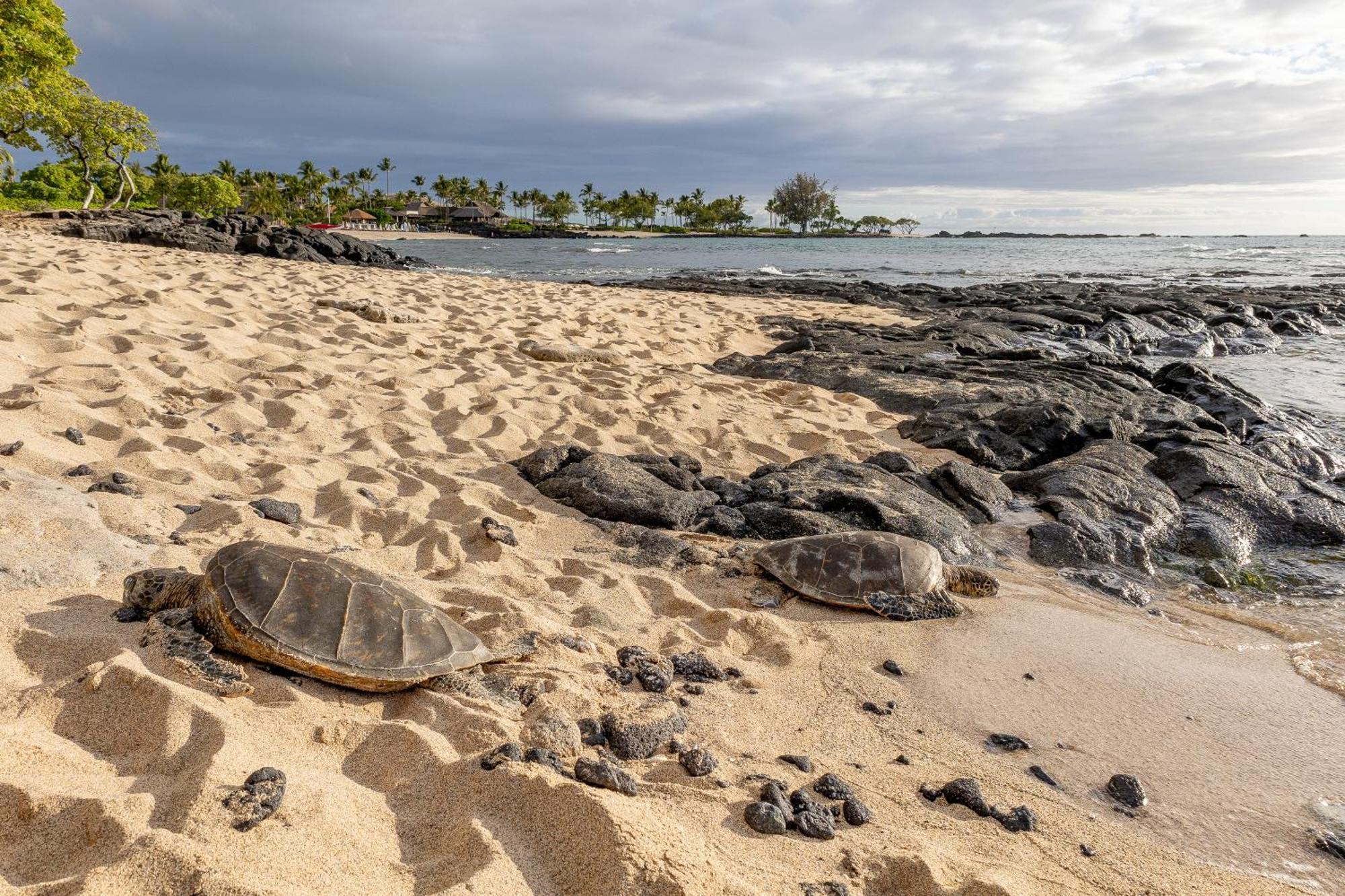 Hilton Pool Pass Included, Kolea - Stylish & Comfy Walk To Beach Patio Pool Gym Waikoloa Exteriér fotografie